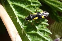 Dryophilocoris flavoquadrimaculatus