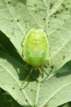 Acanthosoma haemorrhoidale