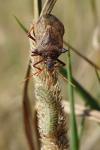 Picromerus bidens