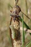 Picromerus bidens