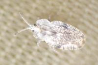 Tingis ampliata