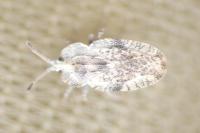 Tingis ampliata
