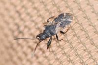 Taphropeltus contractus