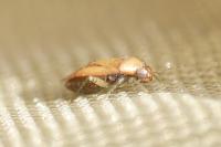 Pinalitus atomarius