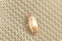 Pinalitus atomarius