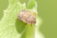Sciocoris microphthalmus