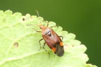 Deraeocoris olivaceus