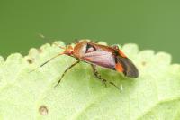Deraeocoris olivaceus