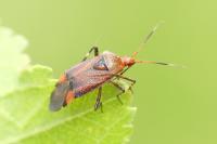 Deraeocoris olivaceus