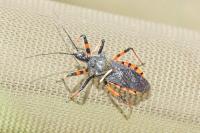 Rhynocoris annulatus