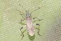 Dicranocephalus albipes
