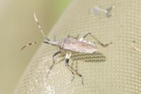Dicranocephalus albipes
