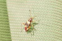 Closterotomus fulvomaculatus