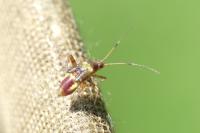 Closterotomus fulvomaculatus