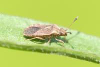 Bathysolen nubilus