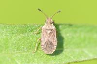 Bathysolen nubilus