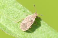Bathysolen nubilus