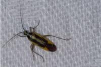 Stenotus binotatus