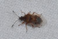 Kleidocerys resedae