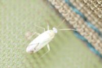 Icodema infuscata