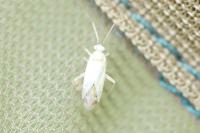 Icodema infuscata