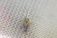 Hoplomachus thunbergii