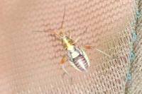 Calocoris roseomaculatus roseomaculatus