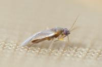 Plesiodema pinetella