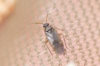 Plesiodema pinetella