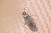 Plesiodema pinetella