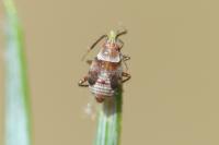 Alloeotomus