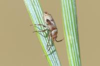 Alloeotomus