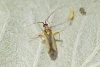 Campyloneura virgula