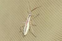 Leptopterna ferrugata