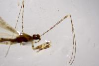 Empicoris mediterraneus