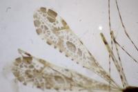 Empicoris mediterraneus