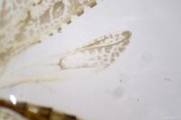 Empicoris mediterraneus