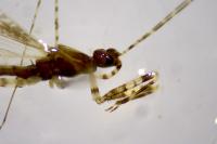 Empicoris mediterraneus