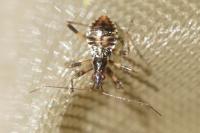 Himacerus apterus