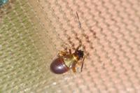 Adelphocoris seticornis
