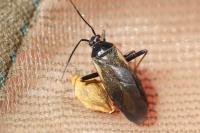 Adelphocoris seticornis