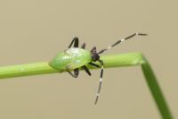 Adelphocoris vandalicus