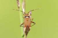 Adelphocoris vandalicus