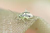 Brachycoleus decolor