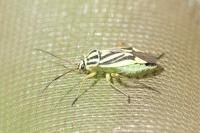 Brachycoleus decolor