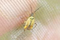 Brachycoleus pilicornis