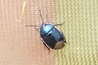 Canthophorus dubius