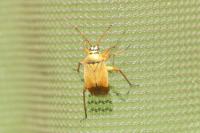Brachycoleus pilicornis