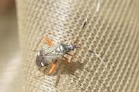 Closterotomus biclavatus