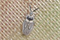 Dictyonota strichnocera